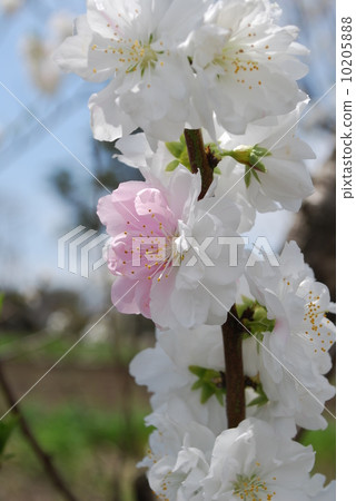 雙櫻花 雙櫻花 10205888