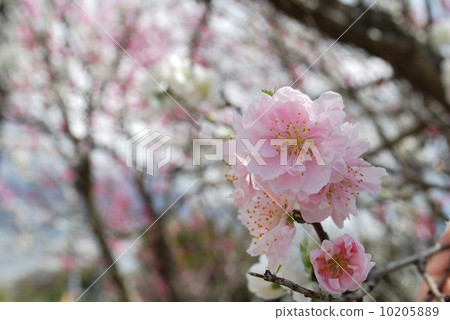 雙櫻花 雙櫻花 10205889