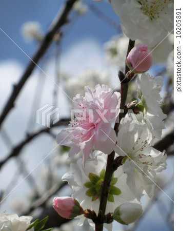 雙櫻花 雙櫻花 10205891