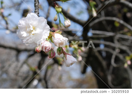 櫻花盛開 櫻花盛開 10205910