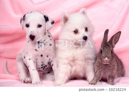 Dalmatian and rabbit and Spitz 10218224
