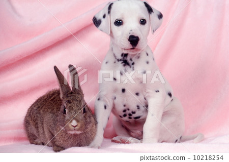 Dalmatian and rabbit Dalmatian and rabbit 10218254