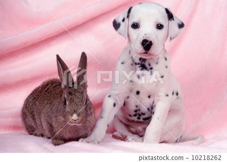Dalmatian and rabbit 10218262