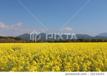 一邊強姦開花 一邊強姦開花 10218263