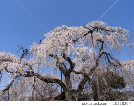秩父市清雲寺垂枝櫻花江戶彼岸（天然紀念物） 10218264
