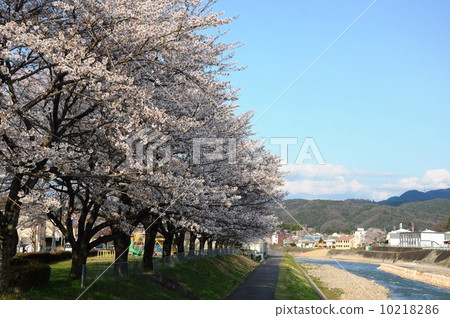 Row of cherry trees 10218286