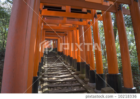 Senbon Torii Senbon Torii 10218336