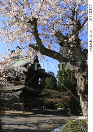 Round Temple cherry tree full bloom 3 Round Temple cherry tree full bloom 3 10218397
