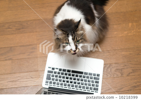 Cat and computer Cat and computer 10218399
