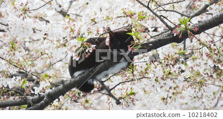 Cat on cherry tree Cat on cherry tree 10218402