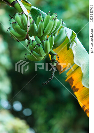 Torres' banana Torres' banana 10218762