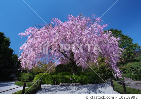 Scarlet deep-browned cherry trees in the hospital Scarlet deep-browned cherry trees in the hospital 10218998