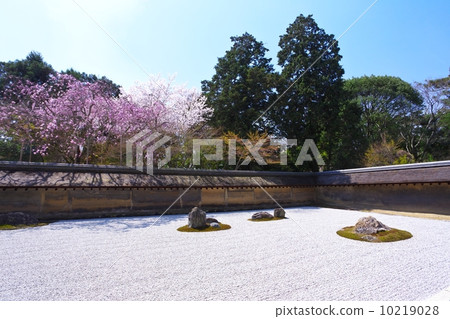 Spring Ryoanji Temple garden 10219028