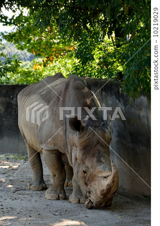 White rhino White rhino 10219029