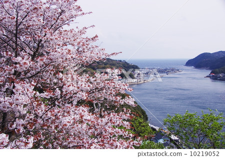 Cherry blossoms in the Komanon monkyra Cherry blossoms in the Komanon monkyra 10219052