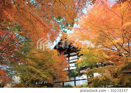 龍安寺 10219147