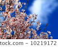  櫻花和藍天 10219172