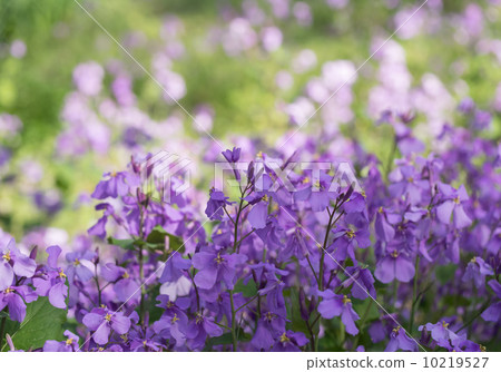 Vegetable purple vegetables 10219527