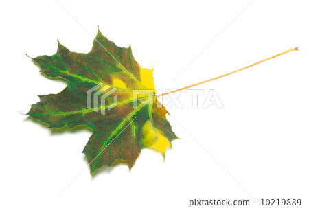 Multicolor maple leaf 10219889