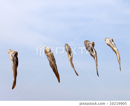 Stockfish drying on sun 10219905