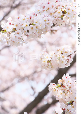 Yoshino cherry tree 10220072