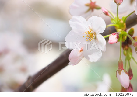 Yoshino cherry tree 10220073