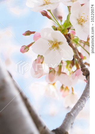 Yoshino cherry tree Yoshino cherry tree 10220074