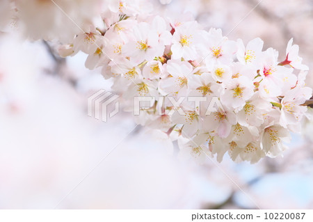 Yoshino cherry tree Yoshino cherry tree 10220087