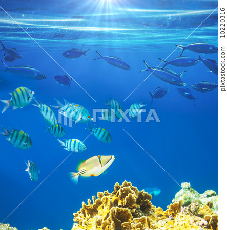 Coral fish Coral fish 10220316