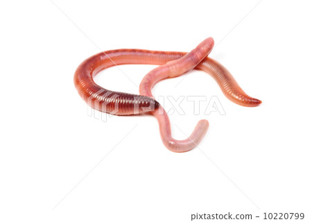 two animal earth worm isolated on white background two animal earth worm isolated on white background 10220799