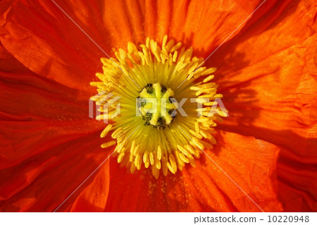 Stars and pistils of hinagishi 10220948