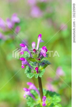 Lamium amplexicaule 10220949