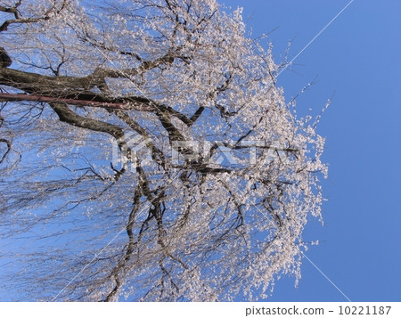 秩父市清雲寺垂枝櫻花江戶彼岸（天然紀念物） 10221187
