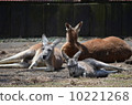 三個躺在犬牙袋鼠 10221268