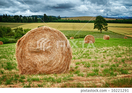 Round Hay Bale Round Hay Bale 10221291