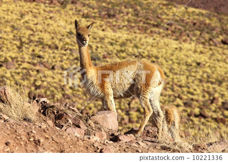 Vicuña inhabits the highlands of the Andean South America Vicuña inhabits the highlands of the Andean South America 10221336