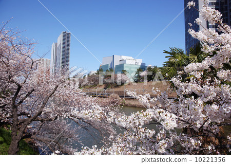 飯田橋櫻花的風景 飯田橋櫻花的風景 10221356