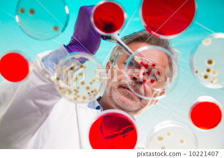 Senior life science researcher grafting bacteria. Senior life science researcher grafting bacteria. 10221407