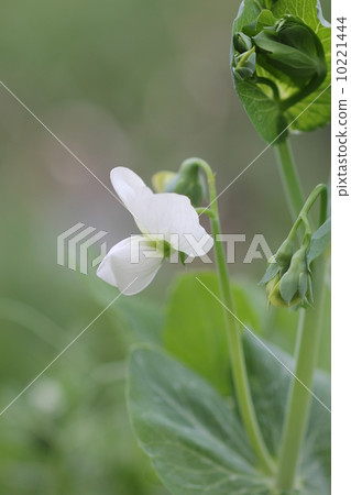 Silk flower (white flower) 01 10221444