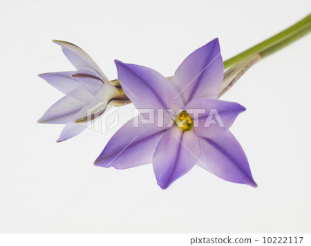 Light purple flowers 10222117