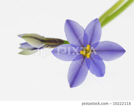 Blue violet Western cabbage Blue violet Western cabbage 10222118