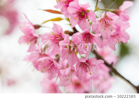 Cherry blossom blooming on branch 10222165