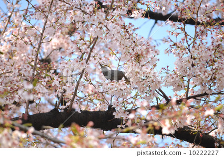 A brown-eared bulbul sucking cherry blossom nectar 10222227