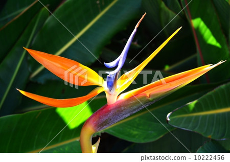 Holidays in Hawaii Holidays in Hawaii 10222456