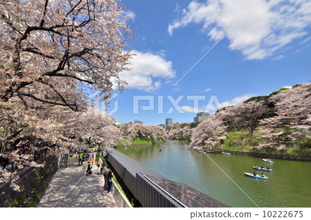 Cherry blossoms at Chidorigafuchi Cherry blossoms at Chidorigafuchi 10222675