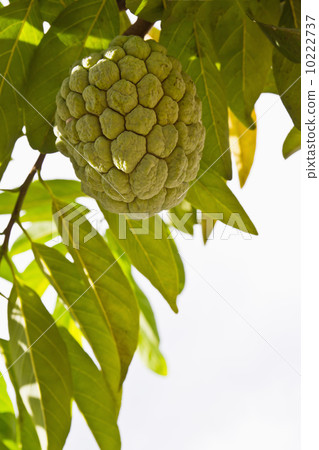 Custard apple 10222737