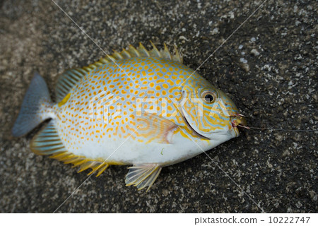 Car fishing Car fishing 10222747