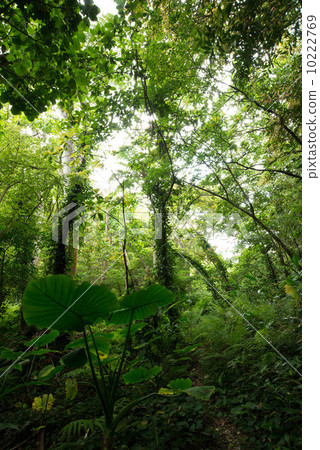 Yanbaru's forest 10222769
