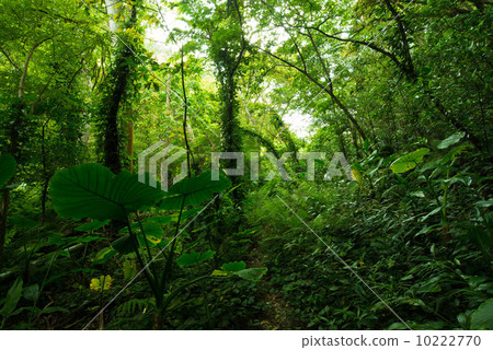 Yanbaru's forest Yanbaru's forest 10222770