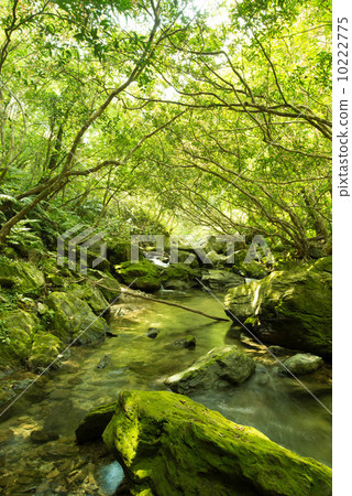 Clear flow of Yanbaru (Okumagawa) Clear flow of Yanbaru (Okumagawa) 10222775